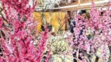 福岡・みやま市で「座敷梅」満開