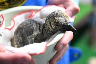 ［長崎県］キングペンギンのひな死ぬ