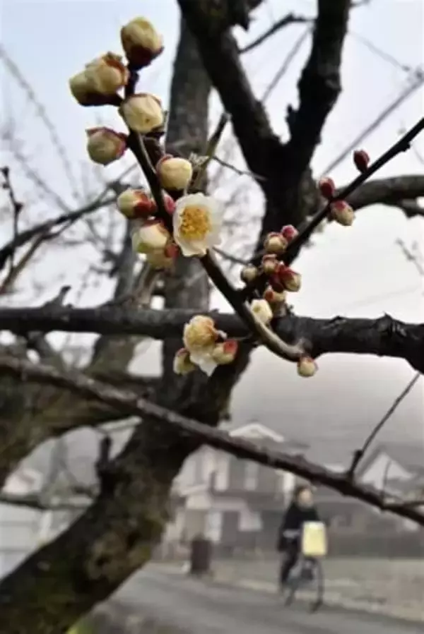 ［大分県］春の陽気包まれ梅の花ちらほら　日田市上城内町