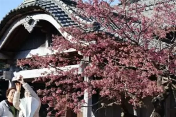 武家屋敷「神代小路」彩るヒカンザクラ見頃　長崎・雲仙市