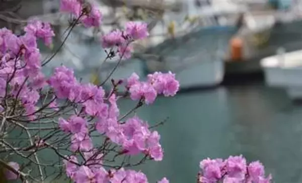 ［長崎県］ゲンカイツツジ　対馬市で見頃に