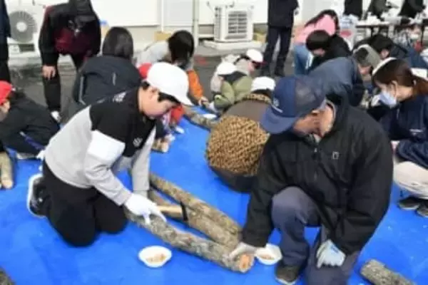 ［大分県］日田・津江小全校児童　シイタケ駒打ち体験　ドリルで穴開けにも挑戦