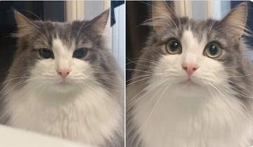 飼い主がゲームしてる時の猫 ⇒ ゲームやめて名前呼んだ時の猫　一瞬で切り替わる表情に「目が違いすぎる」「感情がわかる」