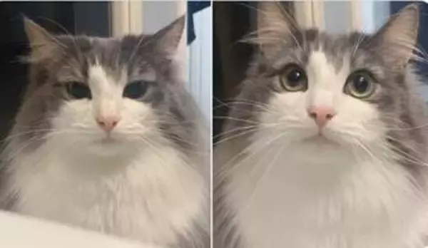 飼い主がゲームしてる時の猫 ⇒ ゲームやめて名前呼んだ時の猫　一瞬で切り替わる表情に「目が違いすぎる」「感情がわかる」