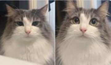 飼い主がゲームしてる時の猫 ⇒ ゲームやめて名前呼んだ時の猫　一瞬で切り替わる表情に「目が違いすぎる」「感情がわかる」