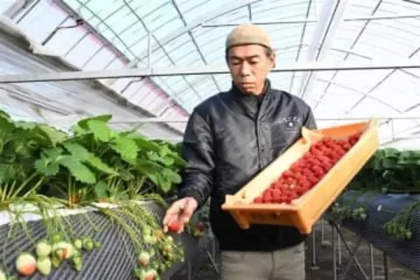 ［佐賀県］いちごさん収穫スタート　太良町「甘みもうまみも出ている」