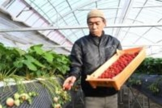 ［佐賀県］いちごさん収穫スタート　太良町「甘みもうまみも出ている」