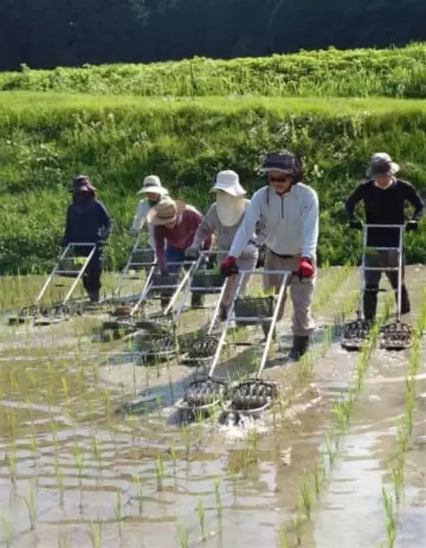 福岡・糸島市の棚田で米作り体験　参加者30組募集