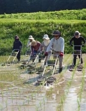 福岡・糸島市の棚田で米作り体験　参加者30組募集