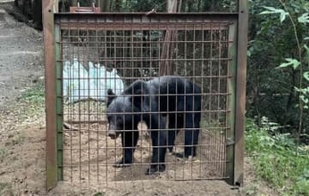 クマが九州に来る可能性は？　福岡と山口は関門海峡で"地続き"…読者の不安を専門家に聞いた