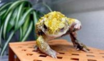 何このポーズ… カエルの〝かっこよすぎる一瞬〟に反響　投稿きっかけに名作続々「横綱の雰囲気」「仁義を切る」