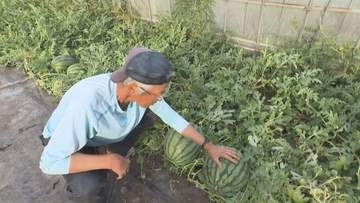 【日本のチカラ】幸せの描き方～画家が育てる倉吉西瓜～