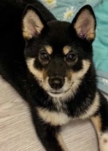 「怪しい奴がいます！」ロボット掃除機と犬の可愛い対戦！？思わず応援したくなる微笑ましい姿【犬の日企画】