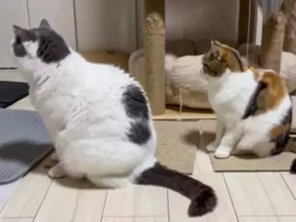 なんの行列？お行儀よく並ぶネコの先には…なんとトイレ。トイレ待ち渋滞が発生中【猫の日企画】