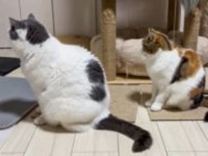 なんの行列？お行儀よく並ぶネコの先には…なんとトイレ。トイレ待ち渋滞が発生中【猫の日企画】