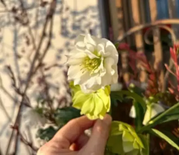 実は受験シーズンにピッタリの縁起のいい花“クリスマスローズ”。応援の気持ちを込めたプレゼントに。