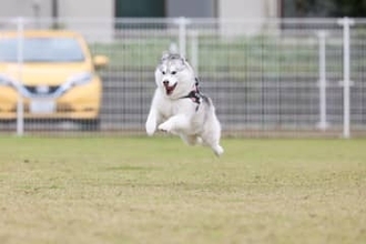 雪国出身のハスキー犬。たくさん走って暑くなった結果→雪でクールダウンする衝撃的な姿【犬の日企画】