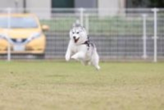 雪国出身のハスキー犬。たくさん走って暑くなった結果→雪でクールダウンする衝撃的な姿【犬の日企画】