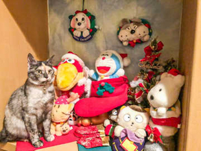 どこいった…？いつの間にかぬいぐるみに紛れ込むニャンコが可愛すぎる！【猫の日企画】