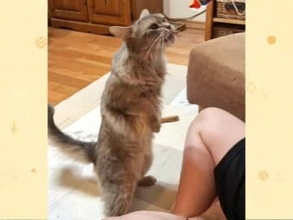 多分2足歩行できますよね…？まっすぐ伸びた背筋が美しいおやつに夢中な猫の姿【猫の日企画】