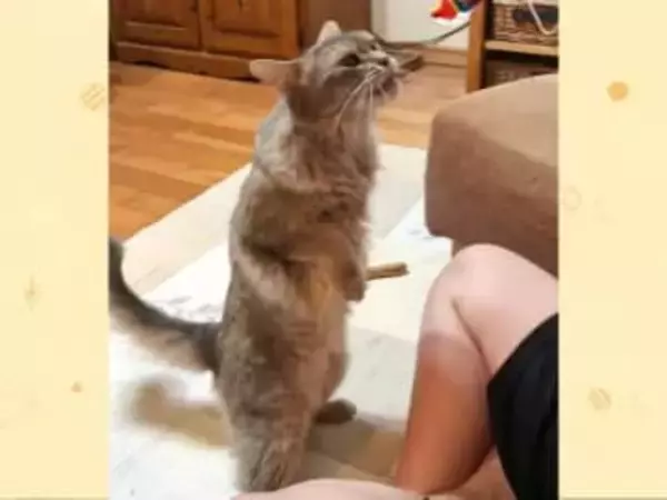 多分2足歩行できますよね…？まっすぐ伸びた背筋が美しいおやつに夢中な猫の姿【猫の日企画】