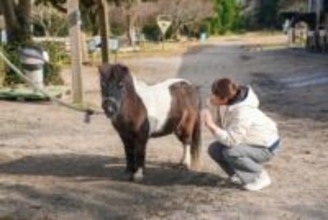 2026年・午年に注目！馬にまつわる神社や元競走馬にもふれあう“開運うま旅”in鳥取