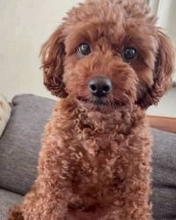 おっさん座りでくつろぐ犬？まるで人のような脱力系わんこの姿が可愛い【犬の日企画】