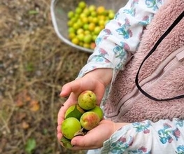 季節を大切にする暮らし。鳥取に来て初めて「梅仕事」に挑戦！