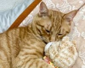 寝るときもずっと一緒。子猫の時からの相棒を大事にする可愛すぎるニャンコ【猫の日企画】