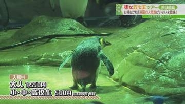 シロイルカの赤ちゃんに会える！中四国最大級の水族館・しまね海洋館アクアス｜浜田市・江津市