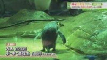 シロイルカの赤ちゃんに会える！中四国最大級の水族館・しまね海洋館アクアス｜浜田市・江津市