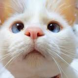 「窓の外を見つめるニャンコ。そこにいるのは…？【猫の日企画】」の画像1