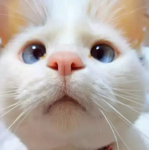 窓の外を見つめるニャンコ。そこにいるのは…？【猫の日企画】