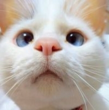 窓の外を見つめるニャンコ。そこにいるのは…？【猫の日企画】