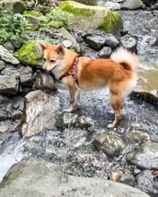 「肩もみでもしましょうか？」椅子と飼い主さんの間に器用にはさまる犬の姿がかわいい！【犬の日企画】