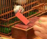 「台湾に行ったら外せないローカルグルメ大集合の夜市！怖いほど当たる小鳥占いも！【台湾女子旅】」の画像1