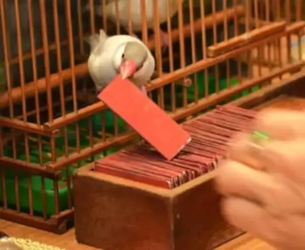 台湾に行ったら外せないローカルグルメ大集合の夜市！怖いほど当たる小鳥占いも！【台湾女子旅】