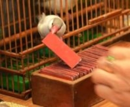 台湾に行ったら外せないローカルグルメ大集合の夜市！怖いほど当たる小鳥占いも！【台湾女子旅】