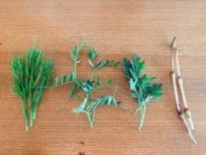 野草を食卓に！おさんぽしながら見つける、春の味覚【鳥取田舎暮らし】