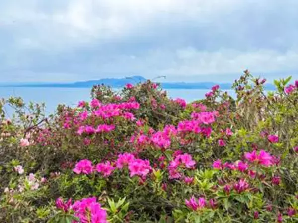 美保関のつつじの名所がGW見頃！5,000本のつつじと海を見渡せる絶景スポット｜島根県松江市