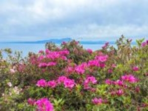 美保関のつつじの名所がGW見頃！5,000本のつつじと海を見渡せる絶景スポット｜島根県松江市