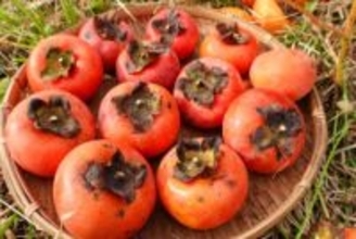 今年は豊作で作るチャンス！手作りするお酢「柿酢」の世界。放っておくだけ、簡単すぎる作り方【鳥取田舎くらし】