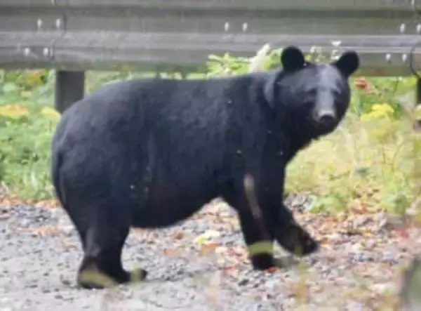 「最近はつけてくれるところも増えました」クマ対策〝秋田の日常〟が話題「よく思いついたな」「なんでだろってずっと思ってた」「安心できる仕組み」