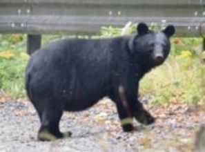 「最近はつけてくれるところも増えました」クマ対策〝秋田の日常〟が話題「よく思いついたな」「なんでだろってずっと思ってた」「安心できる仕組み」