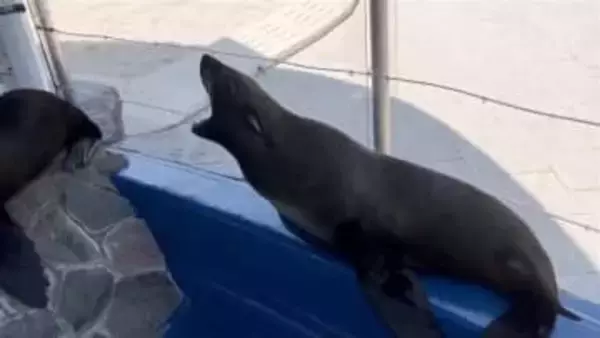 館内が全部お散歩ルート!? 階段を〝よちよち歩き〟するオットセイが話題「愛嬌たっぷりで癒やされる」「元気すぎて動きがあまりに速いんでびっくりした」