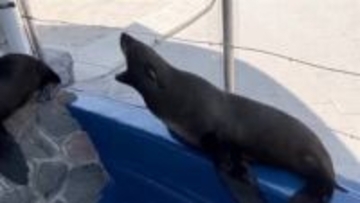 館内が全部お散歩ルート!? 階段を〝よちよち歩き〟するオットセイが話題「愛嬌たっぷりで癒やされる」「元気すぎて動きがあまりに速いんでびっくりした」