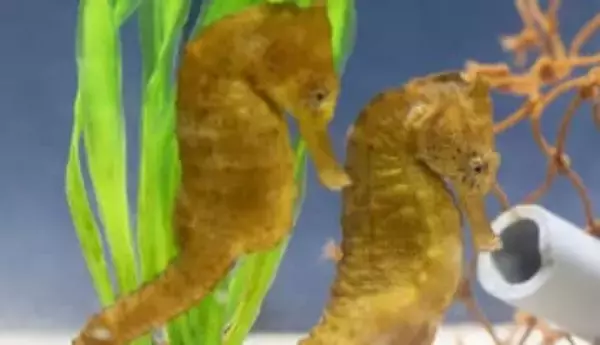 「印象変わる」生まれたての〝タツノオトシゴ〟が話題「しっぽは丸まってるもんだと」「ずっと見ていられる」「おもしろすぎ」