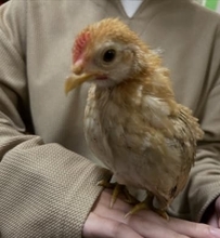 夫に黙ってこっそりと… ⇒ 衝撃の展開に！〝爆音ピヨピヨ〟ペットをお迎えした、ほっこり家族の珍騒動が大バズり