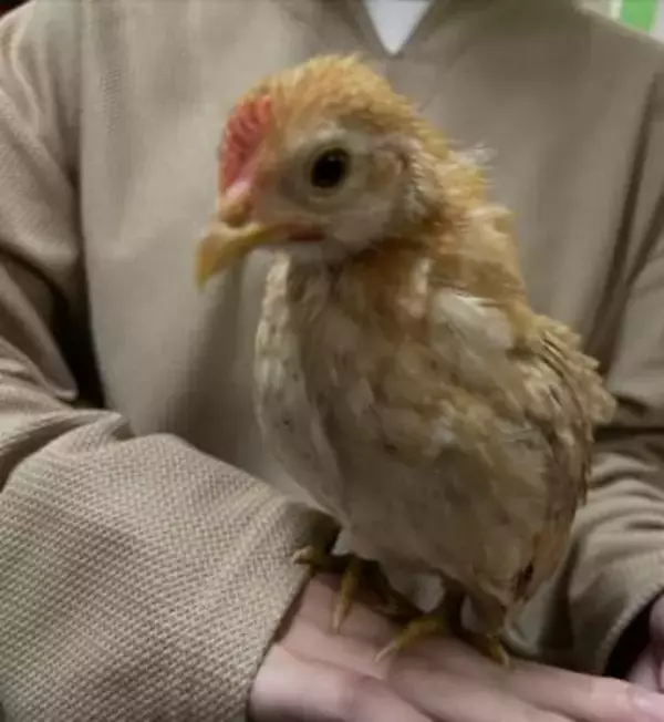 夫に黙ってこっそりと… ⇒ 衝撃の展開に！〝爆音ピヨピヨ〟ペットをお迎えした、ほっこり家族の珍騒動が大バズり