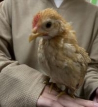 夫に黙ってこっそりと… ⇒ 衝撃の展開に！〝爆音ピヨピヨ〟ペットをお迎えした、ほっこり家族の珍騒動が大バズり